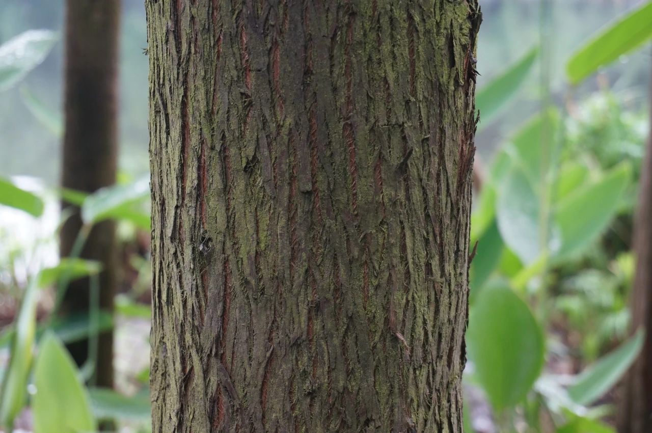 重庆的行道树有哪些,重庆高山老树