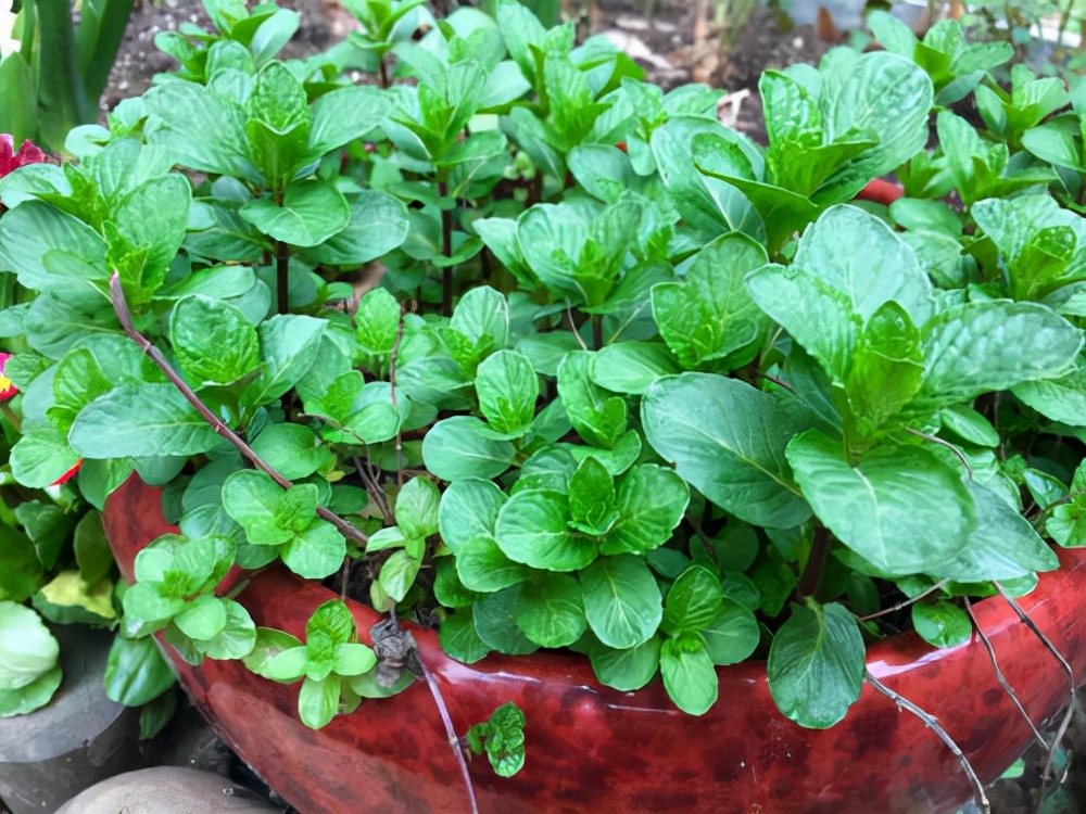 适合邻居养的十种花,养这7种花大人小孩都能养好