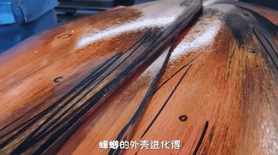 如何灭绝室内蟑螂虫卵,消除老房子蟑螂的方法