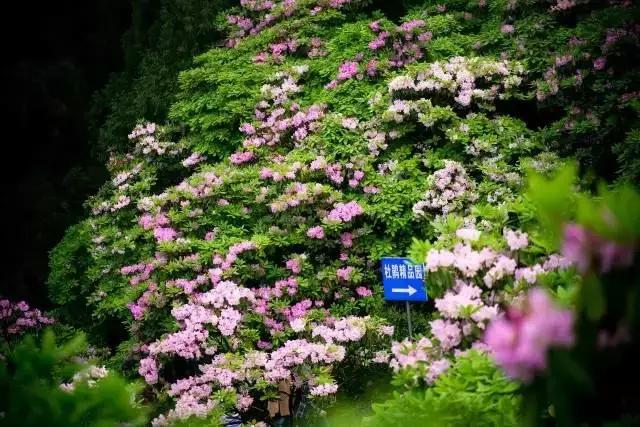 四月芳菲尽黄山杜鹃始盛开,人间四月芳菲尽高山杜鹃始盛开图