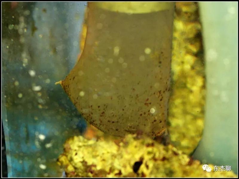 珊瑚鱼缸扁虫怎么处理,珊瑚扁虫怎么繁殖