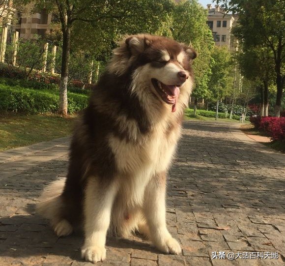 雪橇三傻很聪明,雪橇三傻十分的可爱