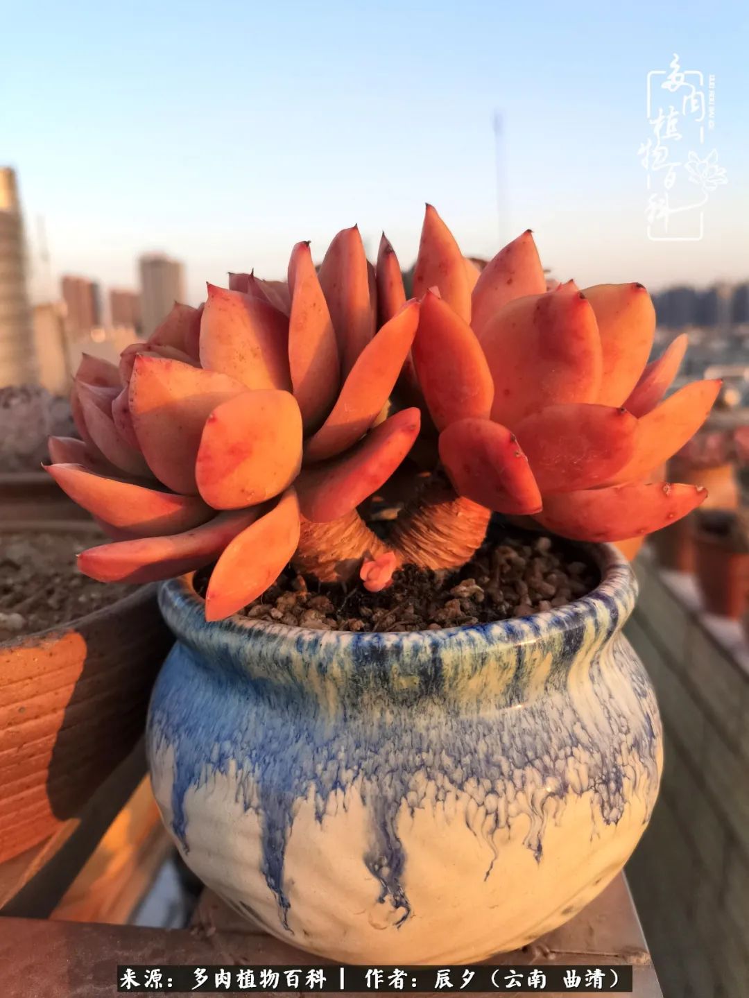 缂辩换鏃栨棊钁宠暏鐢熼,缂辩换鏃栨棊钁宠暏鐢熼鍑哄