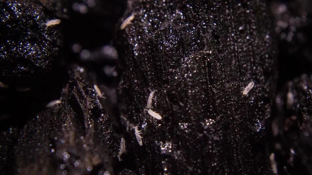 生态缸老死鱼怎么回事,生态缸老是死鱼是什么原因