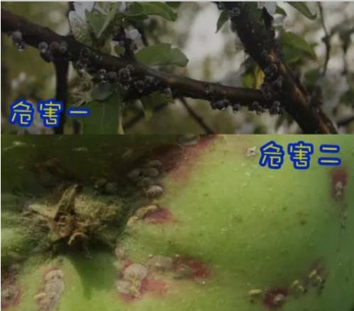 如何防治大球蚧,大球蚧怎么防治