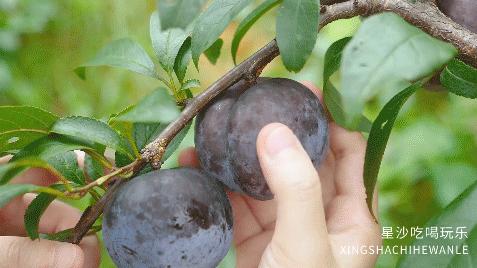 长沙小水果之乡,湖南长沙宝藏打卡地