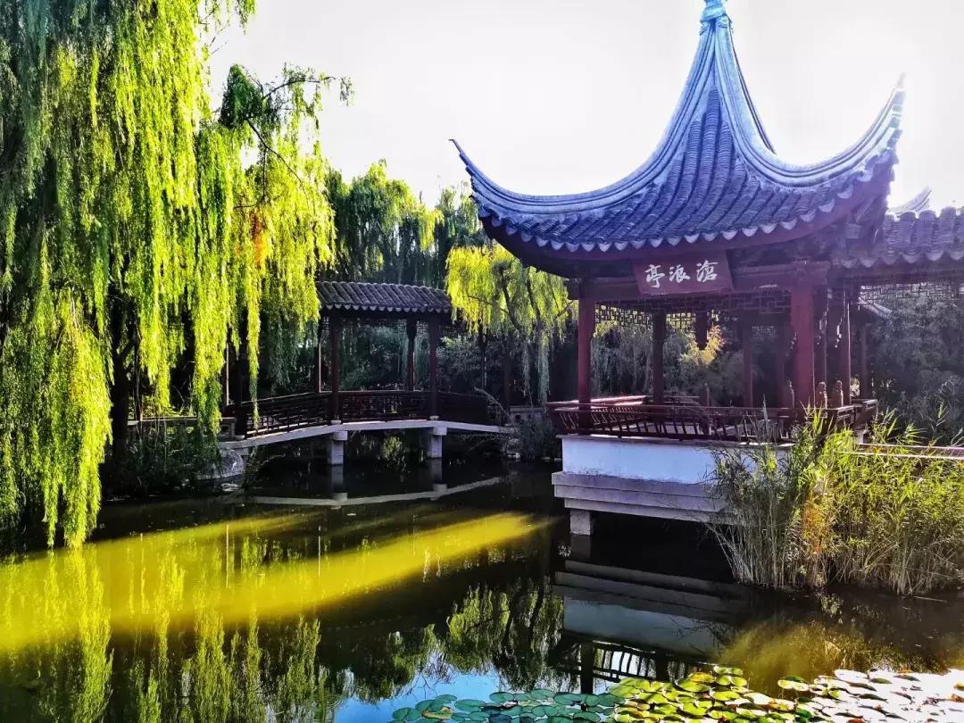 柳树礼赞初二作文,柳树礼赞作文800字