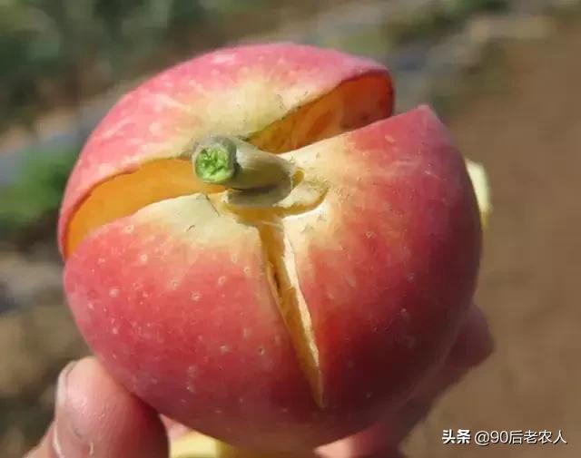 防缩果病裂果最简单的方法,苹果裂果病用什么治