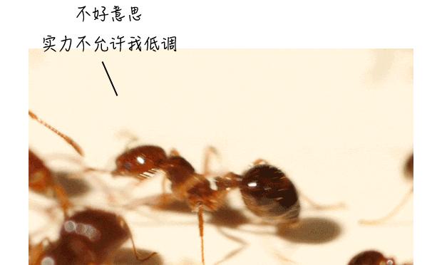 食人蚁袭击人类,一口气看完食人蚁袭击人类