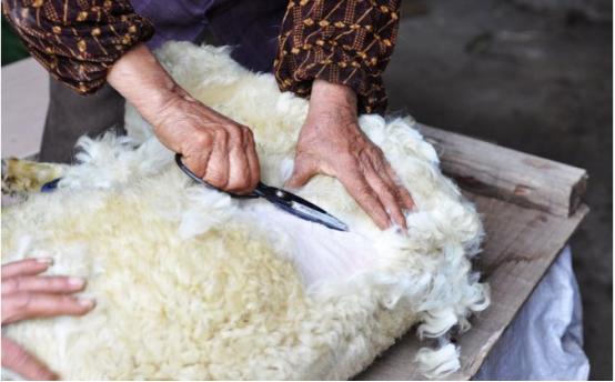 如何剪羊毛最有效,怎样剪羊毛比较轻松