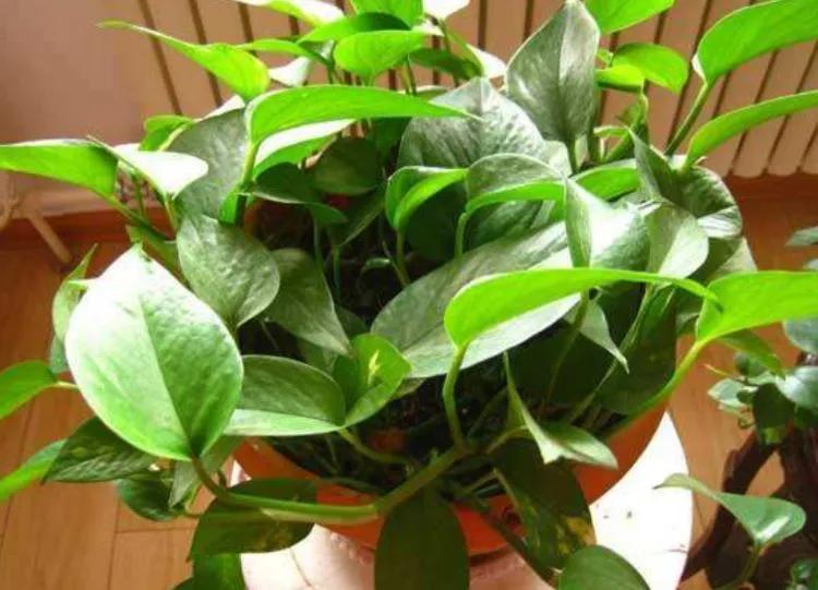 养绿萝有什么迷信说法吗,家里摆放绿萝风水讲究图片