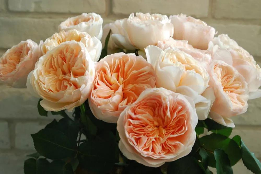 花店必备的5款玫瑰,鲜花图鉴一次性认识30种玫瑰花