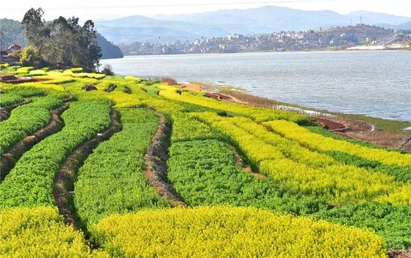 阳春三月踏青吟,阳春三月诗和风景