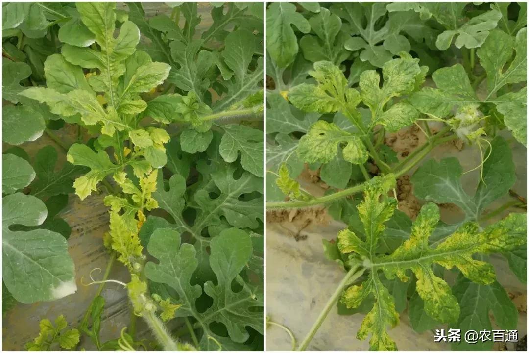 西瓜下雨之前打什么药防治病害,西瓜幼苗病害的各种症状图片