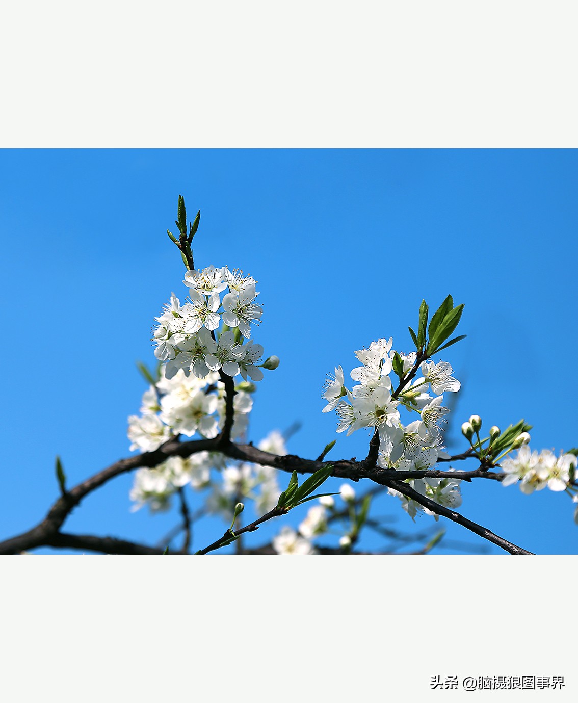 蔚蓝色的天空素材视频,黑色和透明的花摄影效果