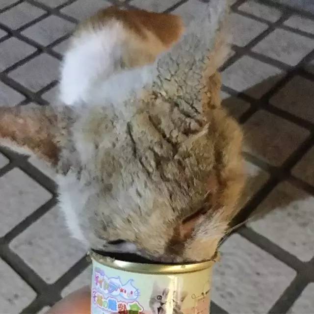 她救下一只得皮肤病脾气巨差的猫咪，花了两个月变身软萌美喵