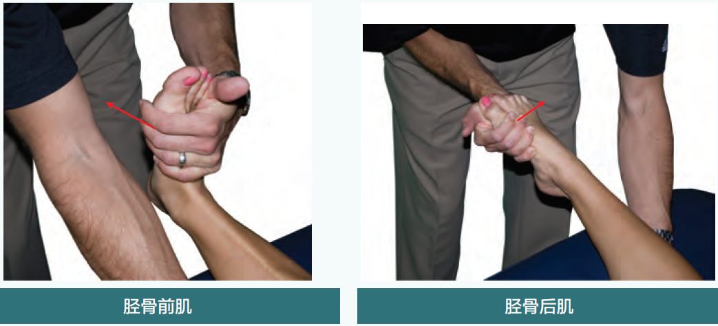 美国运动医学学会——膝关节损伤纠正性训练方案