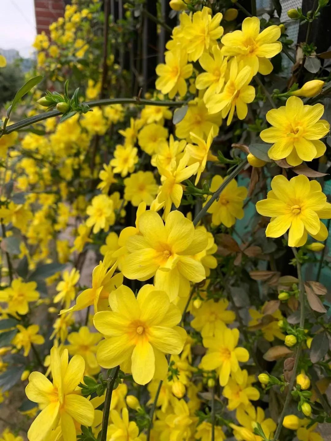 天府新区2024年小学春季开学,天府新区华阳小学2018毕业典礼