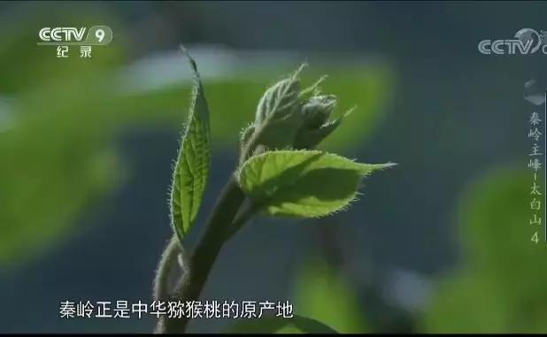 陕西周至猕猴桃和陕西眉县猕猴桃,猕猴桃最先是在周至还是眉县