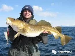 屁股漏油的锅，挪威鳕鱼不背!