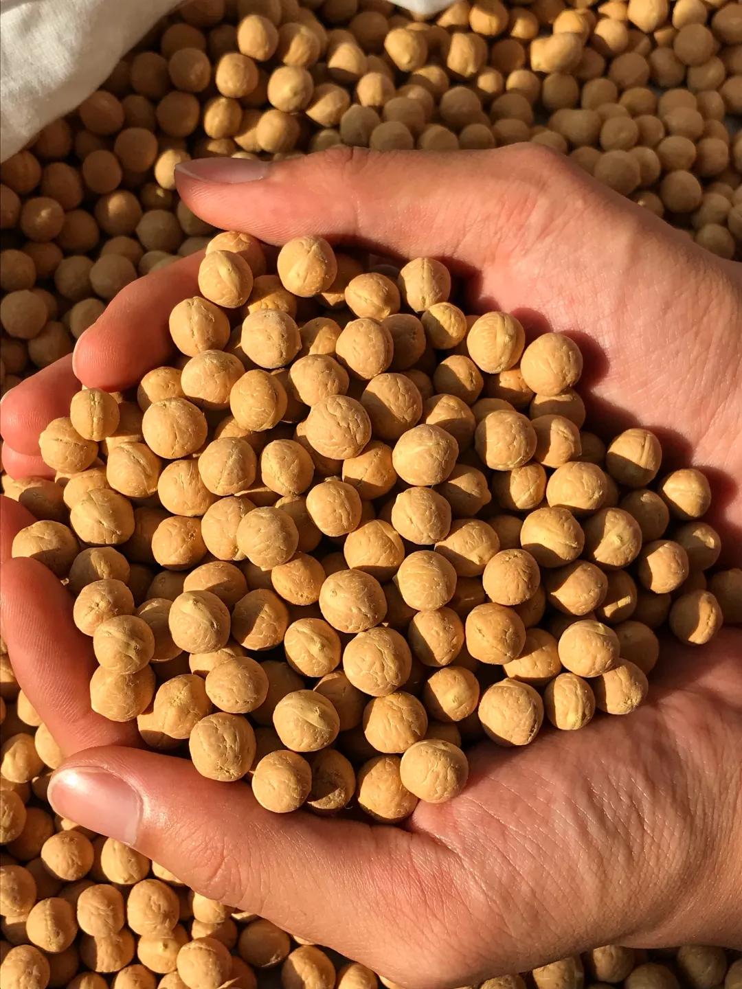 巧克力色的凤眼能盘成牛津红吗,为什么有的凤眼盘不红