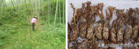 金蝉花被当作冬虫夏草的代替品,金蝉花替代品