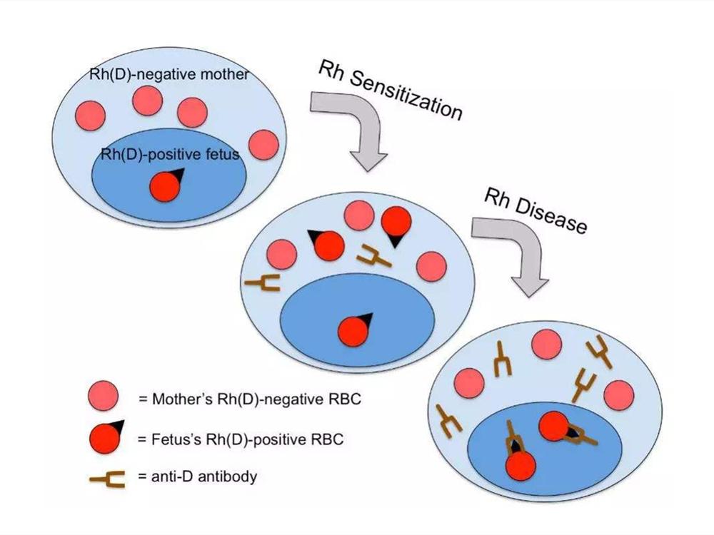 什么血型和什么血型不能生孩子,各血型都一样的可以生小孩吗