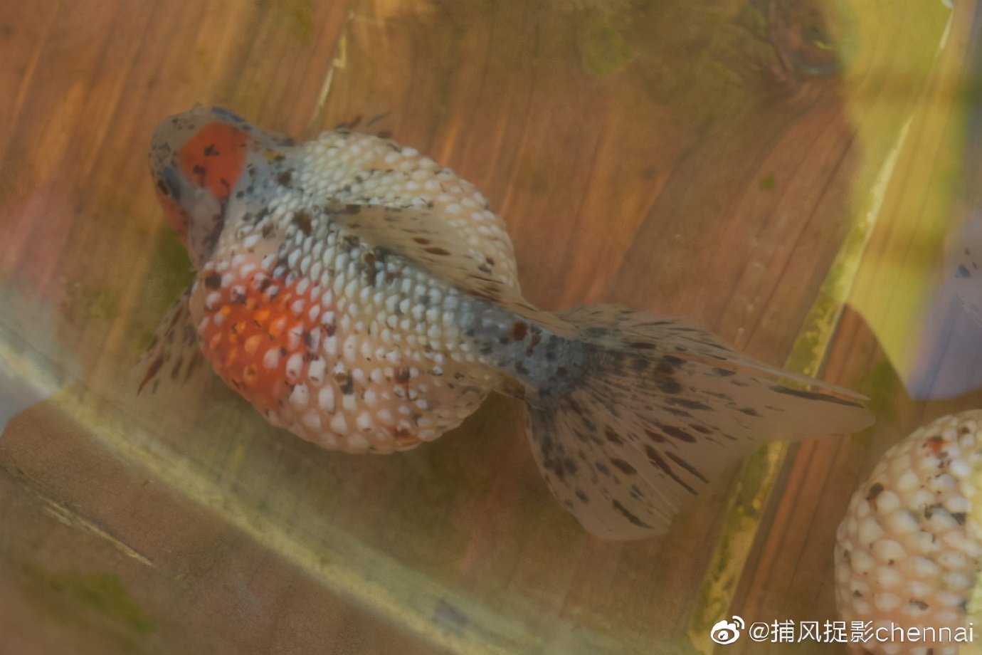 金鱼展和金鱼题材*物文**展