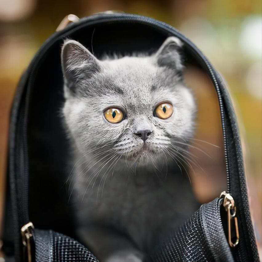 猫把耳屎给吞了怎么办,猫耳朵里有耳屎