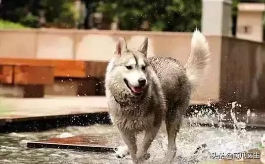 上海可带宠物入住的酒店推荐,怎么选宠物友好酒店房间