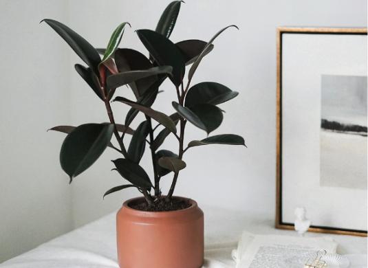 橡皮树浇水过多落叶怎么办,橡皮树施肥过多叶子枯萎怎么补救