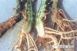 文玩葫芦的病虫,文玩葫芦预防花叶病教程