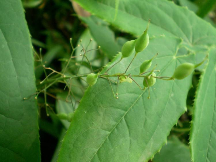 山上淫羊藿植物鉴别,山上的淫羊藿