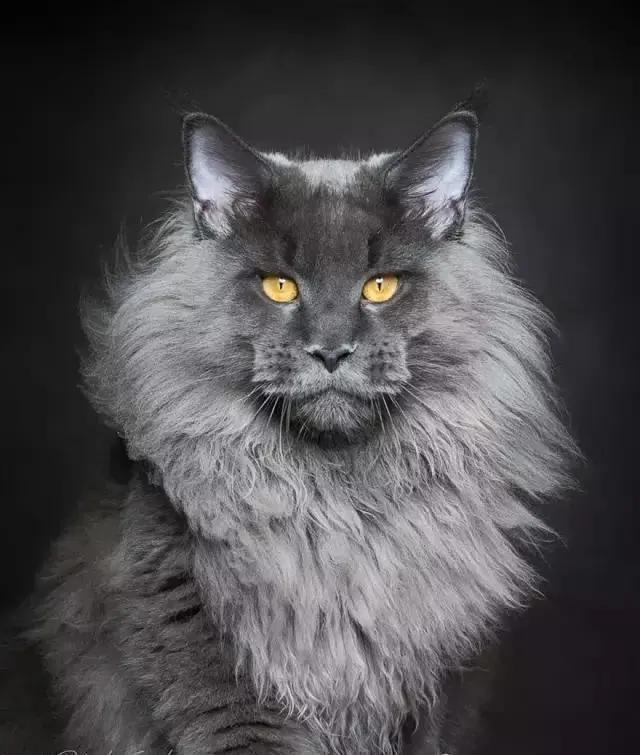 猫的种类大全缅因猫,古老的大型猫咪缅因猫