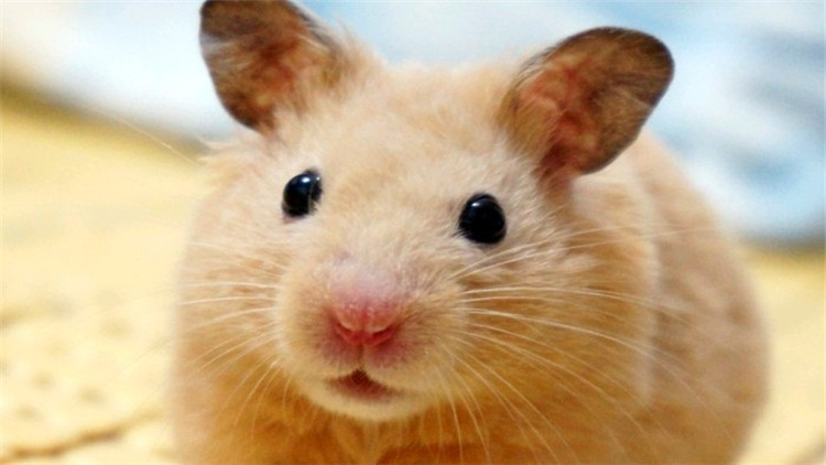 养仓鼠的注意事项和必备物品,饲养仓鼠的十大注意事项