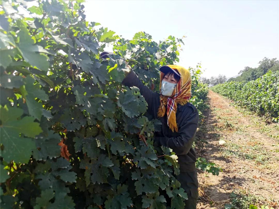 贺东庄园葡萄,河北怀来酿酒葡萄喜获丰收