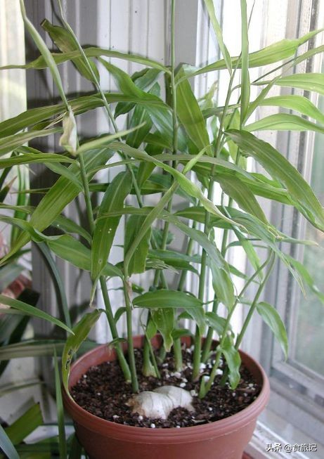 吃完的果核不要扔,吃完的水果核可以扔在土里吗