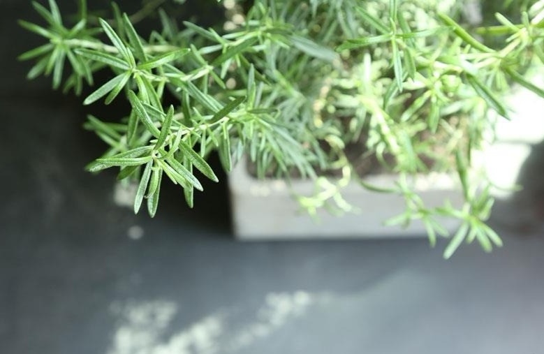 化妆品精油的功效和使用方法,精油可以当护肤品用吗