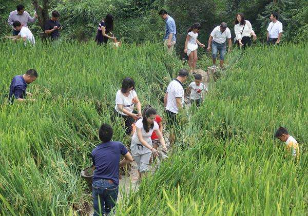 正宗原生禾花鱼,真正意义上的禾花鱼