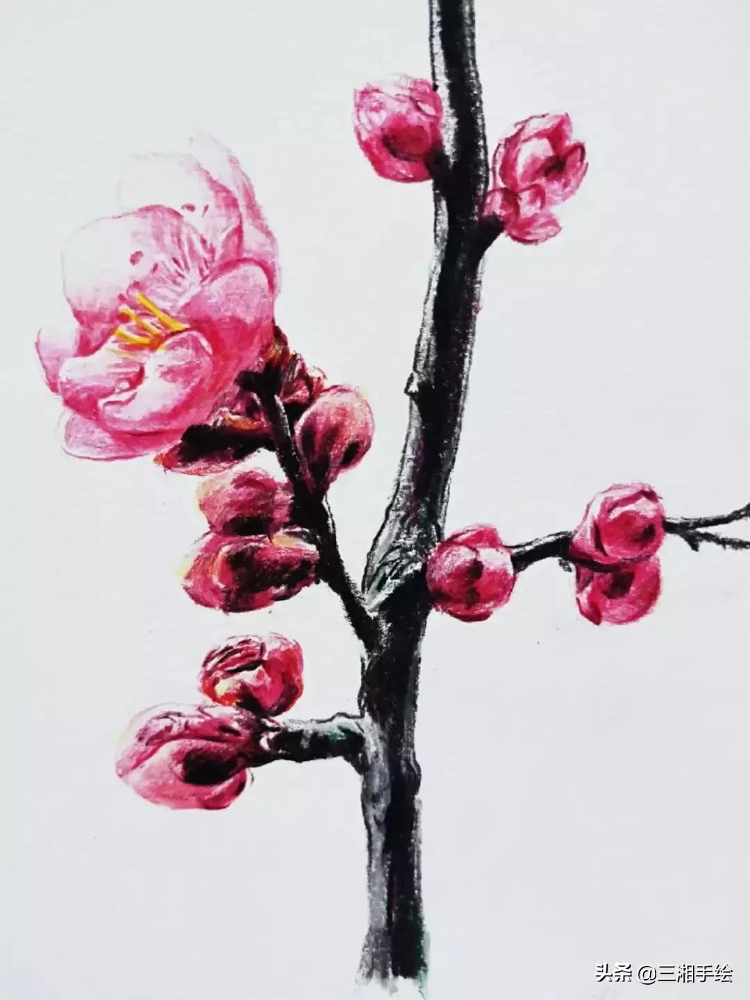 怎样用彩铅画梅花,梅花彩铅怎么画
