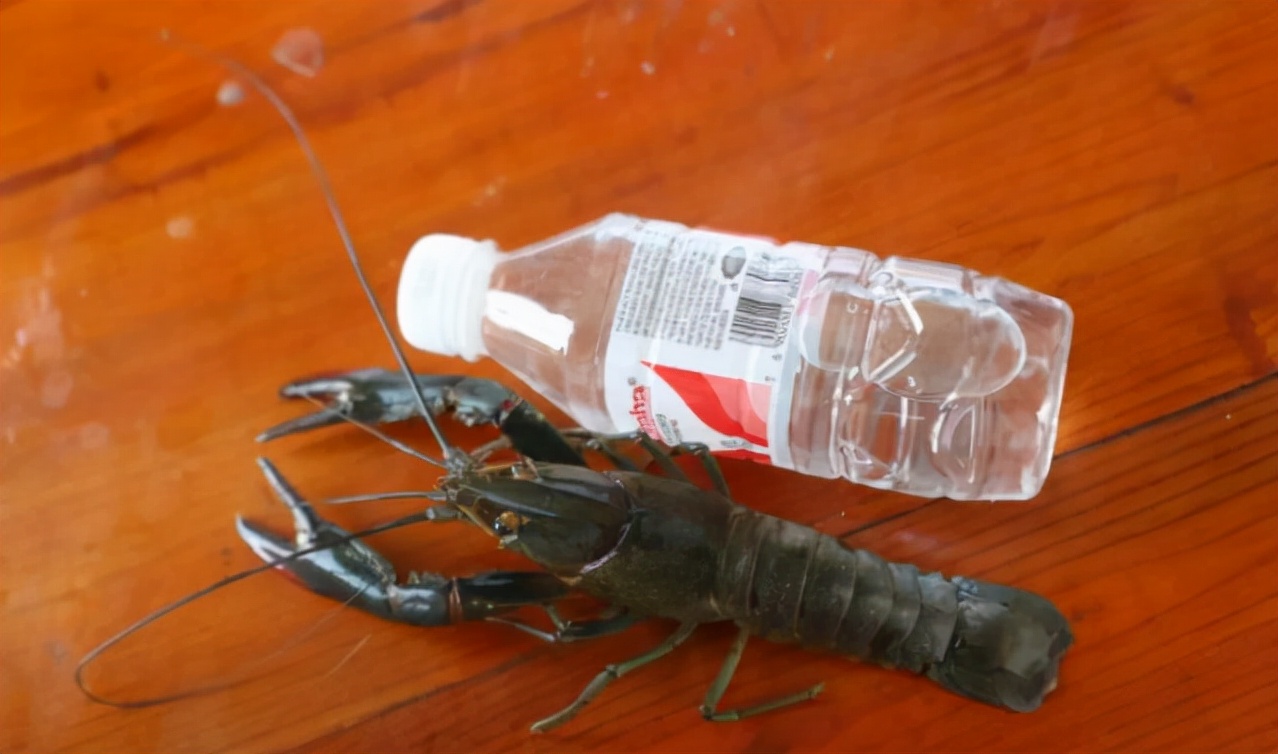 *疆新**男子沙漠5亩池塘养澳洲淡水虾，个头比手掌大，亩利润达万元