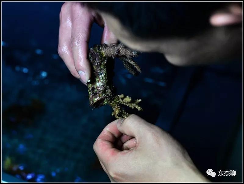 硬骨虫害,硬骨扁虫怎么消灭