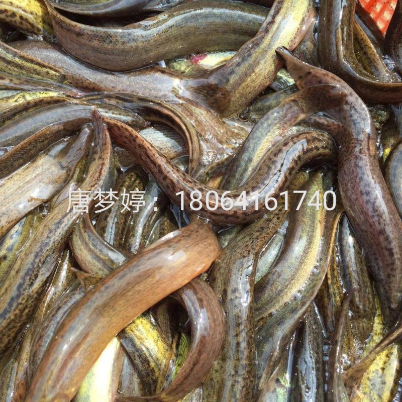 泥鳅养殖与市场前景,泥鳅养殖前景及利润