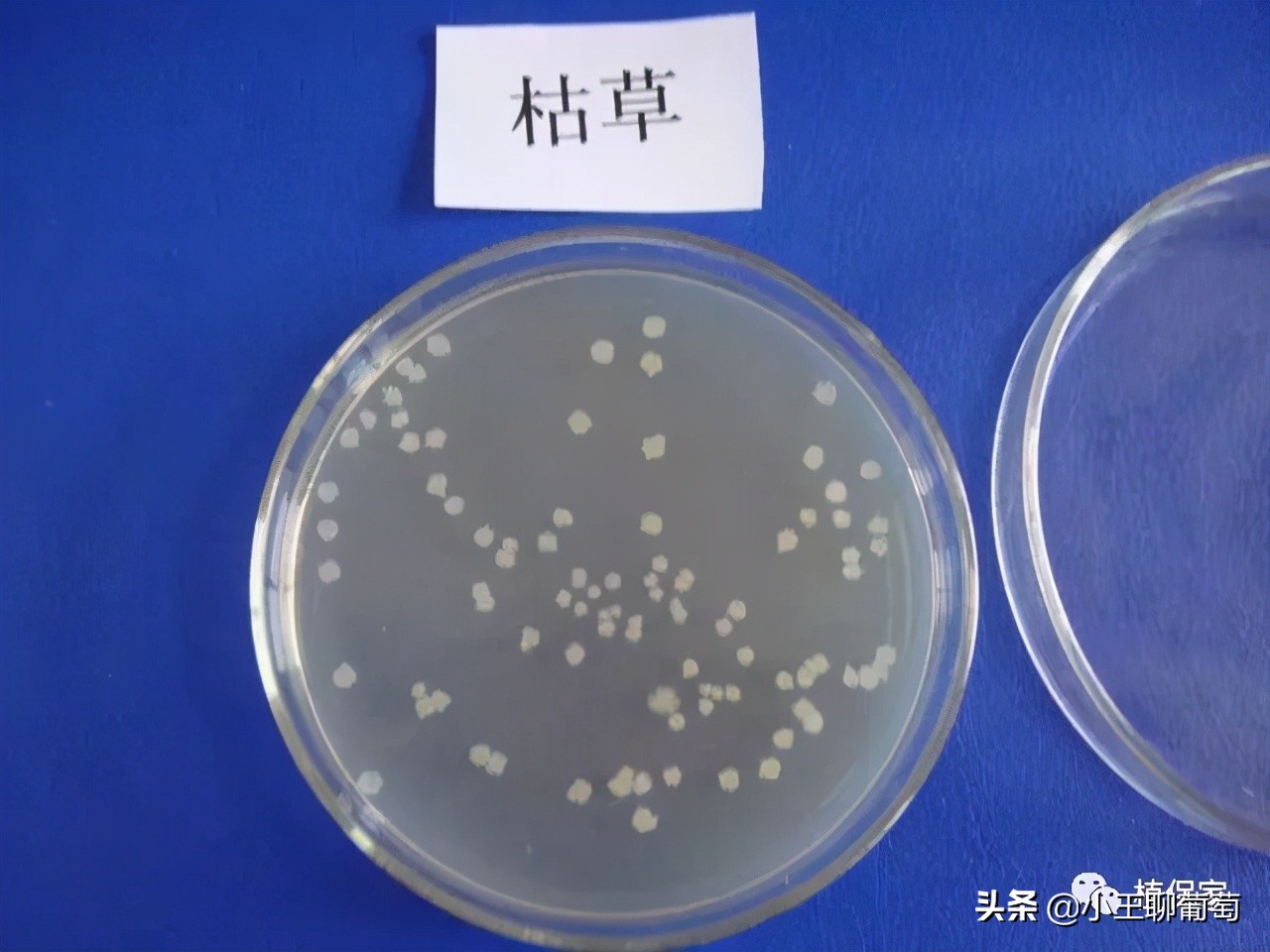 微生物菌剂治病,植物通用微生物菌剂
