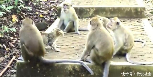 母猫钻到黑的地方是要生了吗,母猫掉进猫窝里