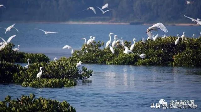 北海市区有哪些好耍和好吃的,广西北海周边好吃好玩的农家乐