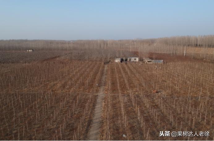 种植桃树的间距是很有讲究的,科学合理的种植模式