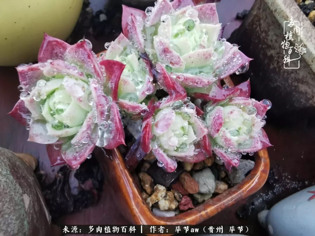 有多少次的会心一笑，全因多肉！那是一种心间流出的甜