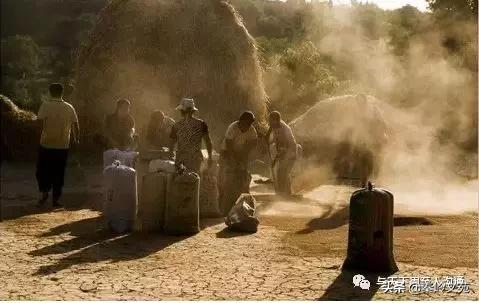 赵科第:乡村记事——收麦那些事儿