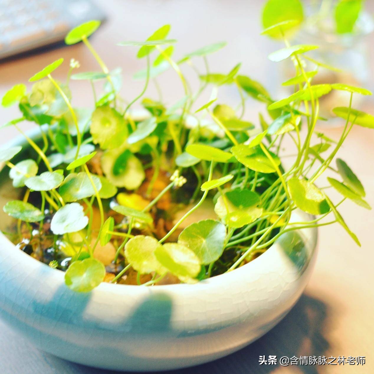 室内三种最旺家庭养植物,家居绿植哪些不适宜养